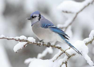 winter, snow, birds, wildlife, Blue Jay - random desktop wallpaper