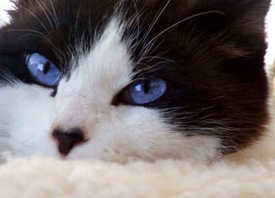 cats, blue eyes, animals - related desktop wallpaper