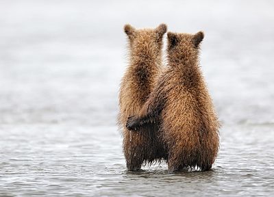 water, animals, bears, pair, baby animals - desktop wallpaper