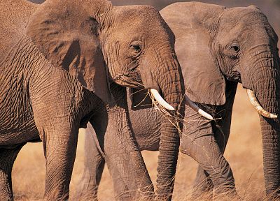 animals, elephants - duplicate desktop wallpaper