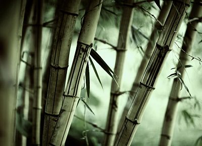 forests, leaves, bamboo, plants - duplicate desktop wallpaper