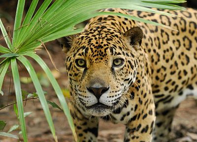 animals, jaguars, palm leaves - related desktop wallpaper