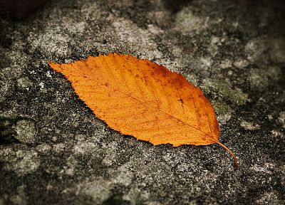 leaves, fallen leaves - random desktop wallpaper