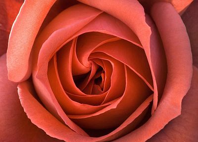 flowers, roses - related desktop wallpaper