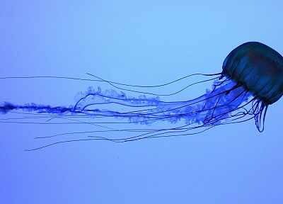 jellyfish - random desktop wallpaper
