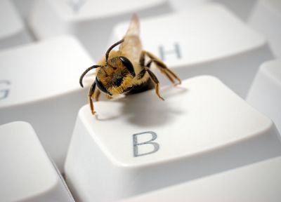 close-up, bees - desktop wallpaper