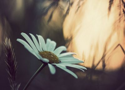 nature, flowers, daisy, plants - random desktop wallpaper