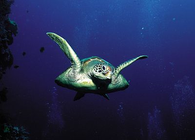 animals, turtles, underwater - duplicate desktop wallpaper