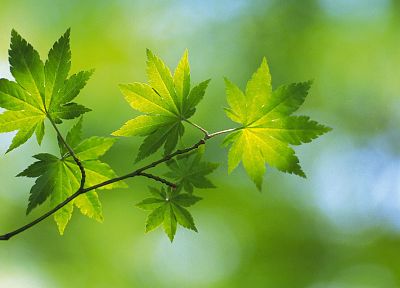 nature, leaf, leaves, plants - desktop wallpaper