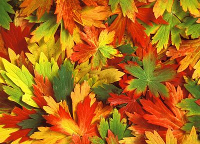 nature, autumn - random desktop wallpaper