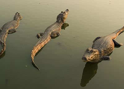 crocodiles - random desktop wallpaper