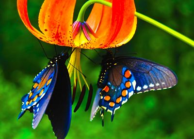 animals, butterflies - random desktop wallpaper