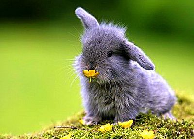 bunnies, nature, animals, baby animals - desktop wallpaper