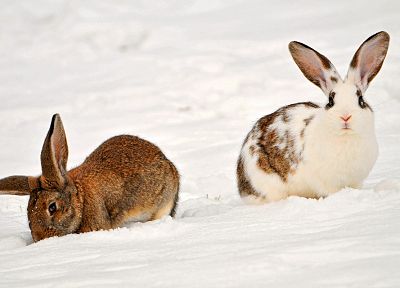 bunnies, animals, rabbits - desktop wallpaper