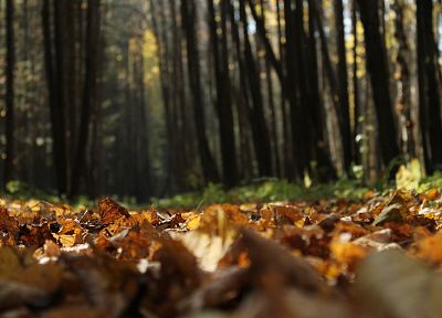 forests, leaves, fallen leaves - desktop wallpaper