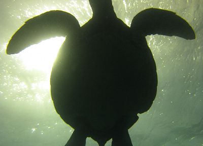 sea turtles - related desktop wallpaper