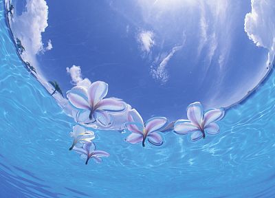 Japan, okinawa, underwater - desktop wallpaper