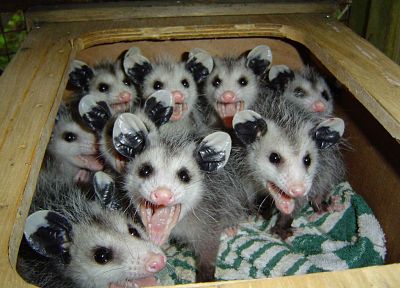 animals, opossums - random desktop wallpaper