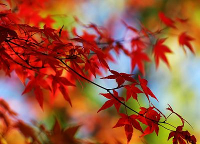 autumn, leaves - random desktop wallpaper