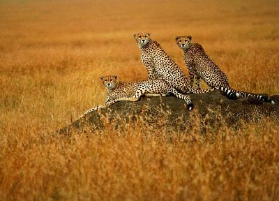 animals, cheetahs, wild cats, savanna - random desktop wallpaper