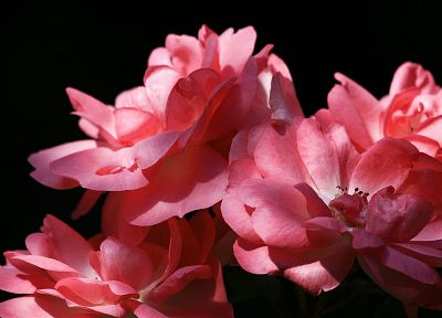 nature, flowers, pink flowers - related desktop wallpaper