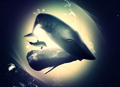 whales, swimming - desktop wallpaper