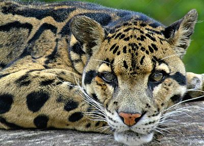 feline, clouded leopards - related desktop wallpaper