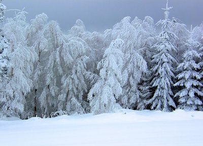winter, snow, trees - duplicate desktop wallpaper