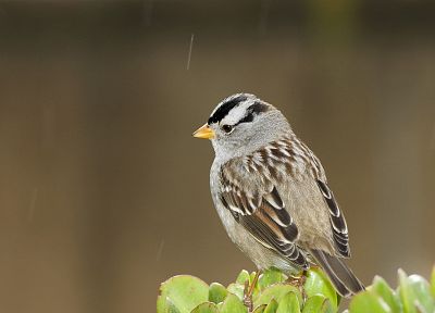 birds, sparrow - duplicate desktop wallpaper