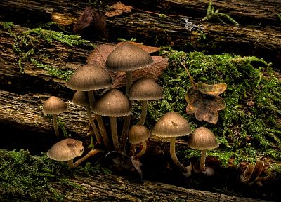 nature, dark, mushrooms, fungi - duplicate desktop wallpaper