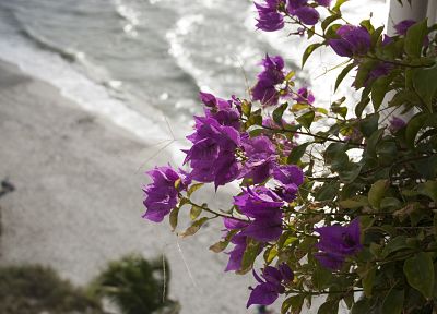 nature, flowers, shore, purple flowers, bougainvillea - related desktop wallpaper