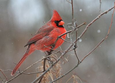 birds, cardinal, Northern Cardinal - random desktop wallpaper