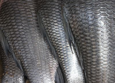 fish, scales - duplicate desktop wallpaper