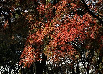 landscapes, autumn, shrine, maple leaf - related desktop wallpaper