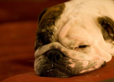 animals, dogs, sleeping, bulldog - desktop wallpaper