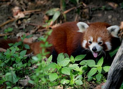 red pandas - desktop wallpaper