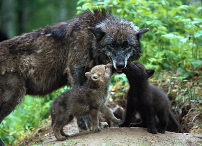 animals, wolves - desktop wallpaper