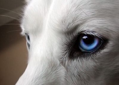 close-up, eyes, blue eyes, dogs, pets, Siberian husky - related desktop wallpaper