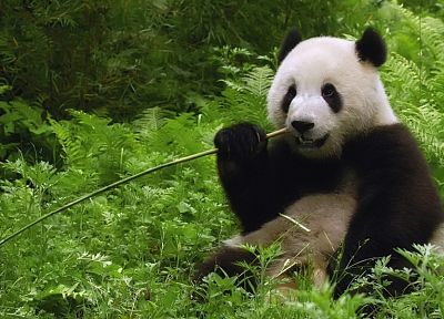 bamboo, plants, panda bears - desktop wallpaper
