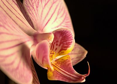flowers, orchids - related desktop wallpaper