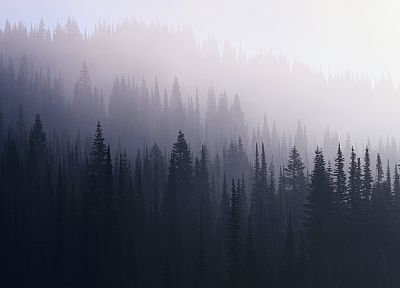 landscapes, trees, forests, mist - duplicate desktop wallpaper