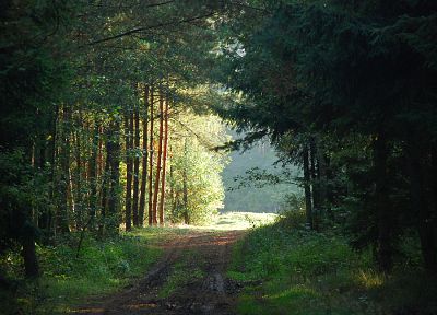forests, roads - desktop wallpaper