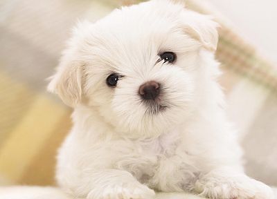 animals, dogs, puppies - random desktop wallpaper