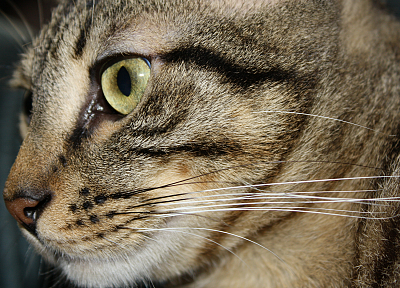 cats, animals, yellow eyes, pets, real life - desktop wallpaper