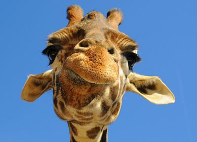 close-up, animals, giraffes - desktop wallpaper