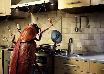 food, kitchen, bugs, cockroach - random desktop wallpaper