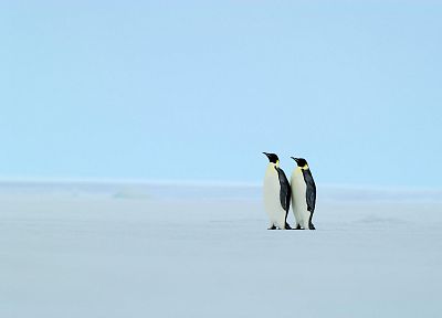 penguins - related desktop wallpaper