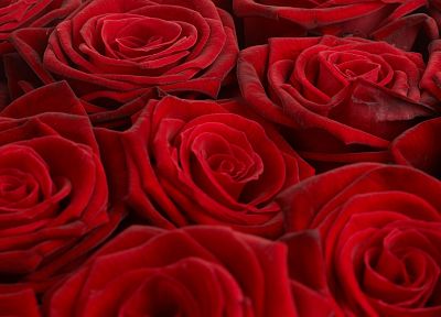 red, flowers, roses - desktop wallpaper