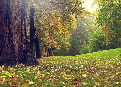 trees, autumn, grass, garden - related desktop wallpaper