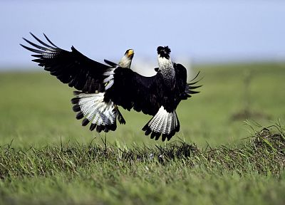 birds, fight, falcon bird - duplicate desktop wallpaper